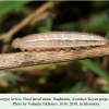 melanargia larissa daghestan final larval 3